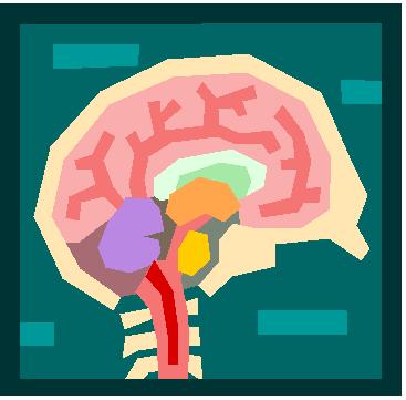 brain
