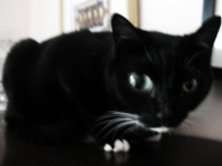 Ricky the Cat