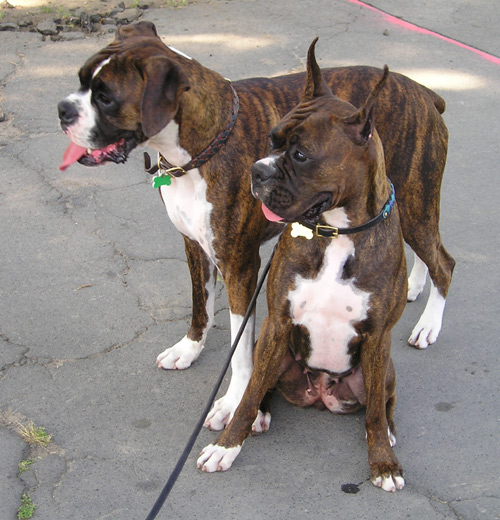 my two boxer dogs I used to have when I lived in fl