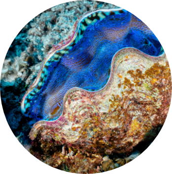 image of a giant clam