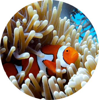 image of a clownfish