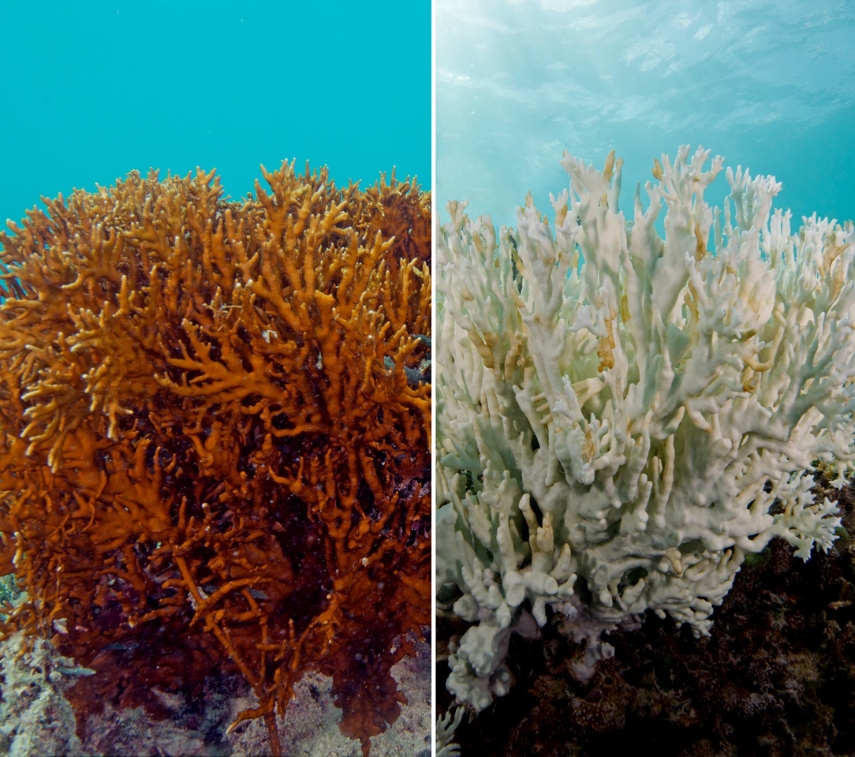 image of a coral undergoing bleaching with a before and after comparison