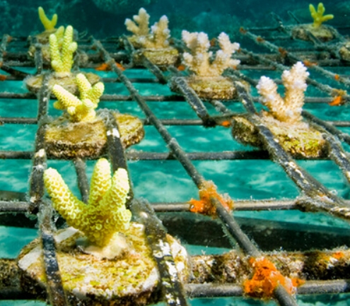 image of coral farm