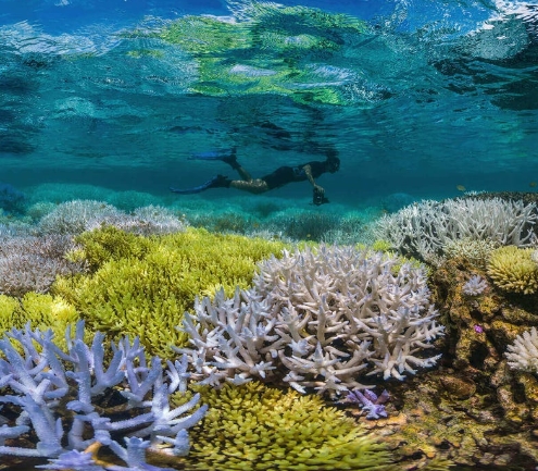 image of coral in the Great Barrier Reef