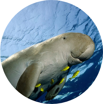 image of a dugong