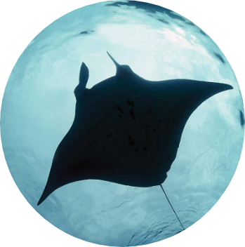 image of a manta ray