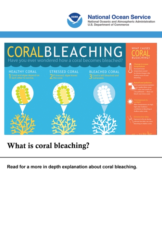 image that directs to an infographic and more information about the coral bleaching process