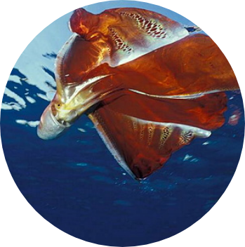 image of a blanket octopus