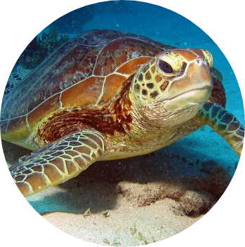 image of a green sea turtle