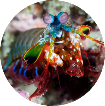 image of a mantis shrimp