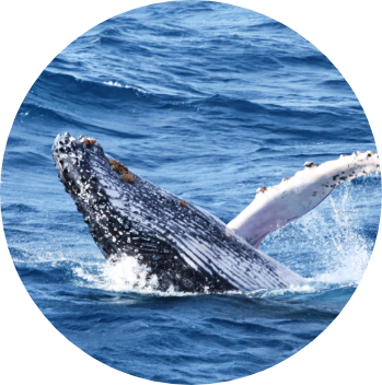 image of a humpback whale