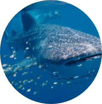 image of a whale shark