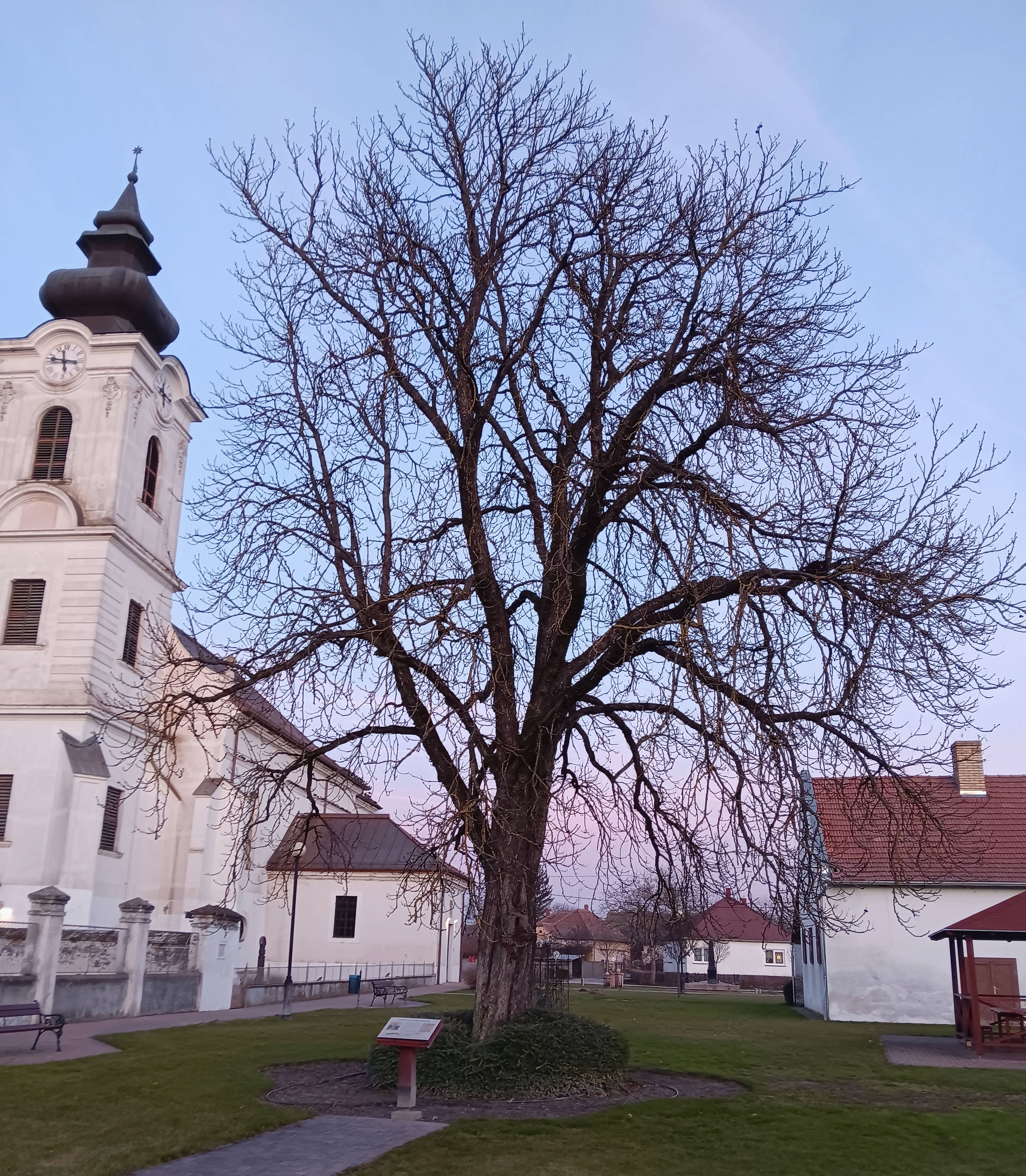 a photo of the hanging tree in dunapataj