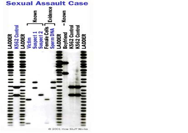 github - imvickykumar999 dna-data-analysis: https: ... Introduction