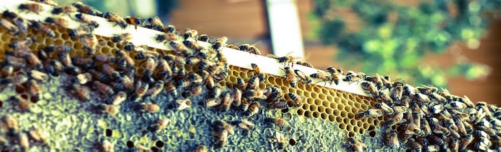 Apiary Placeholder
