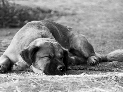 sick dog image