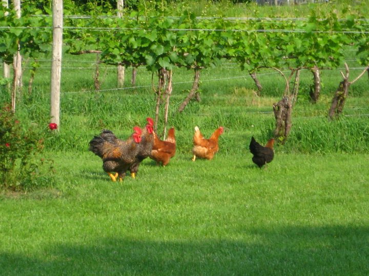 chickens at a vineyard