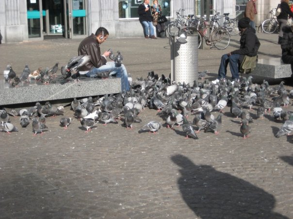 pigeons feeding