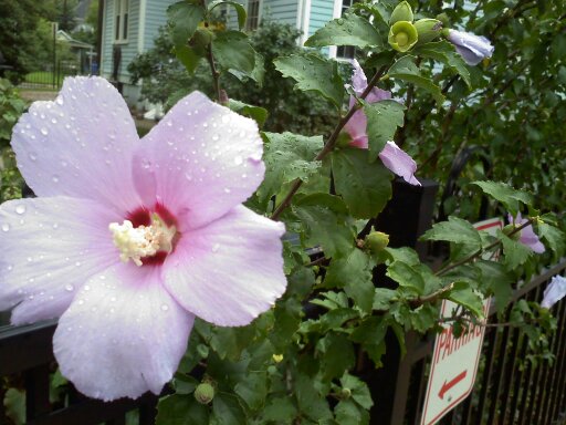 Hibiscus