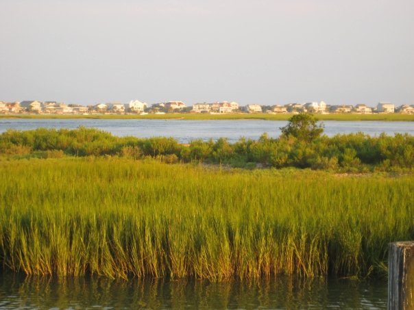 South Carolina marshland