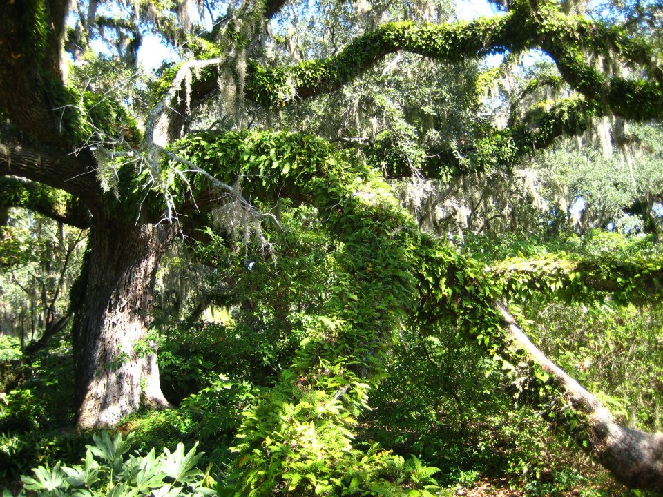 live oak with spanish moss