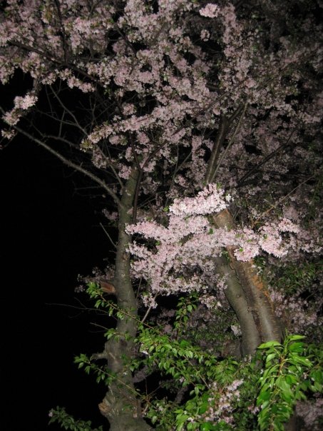 cherry blossom tree