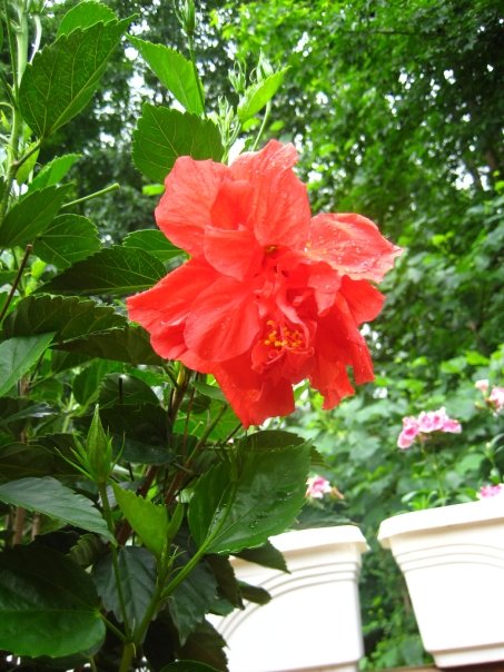 hibiscus flower