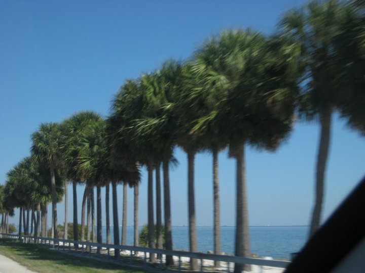 palm trees in Tampa, FL
