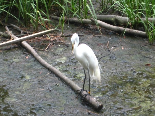 white heron bird